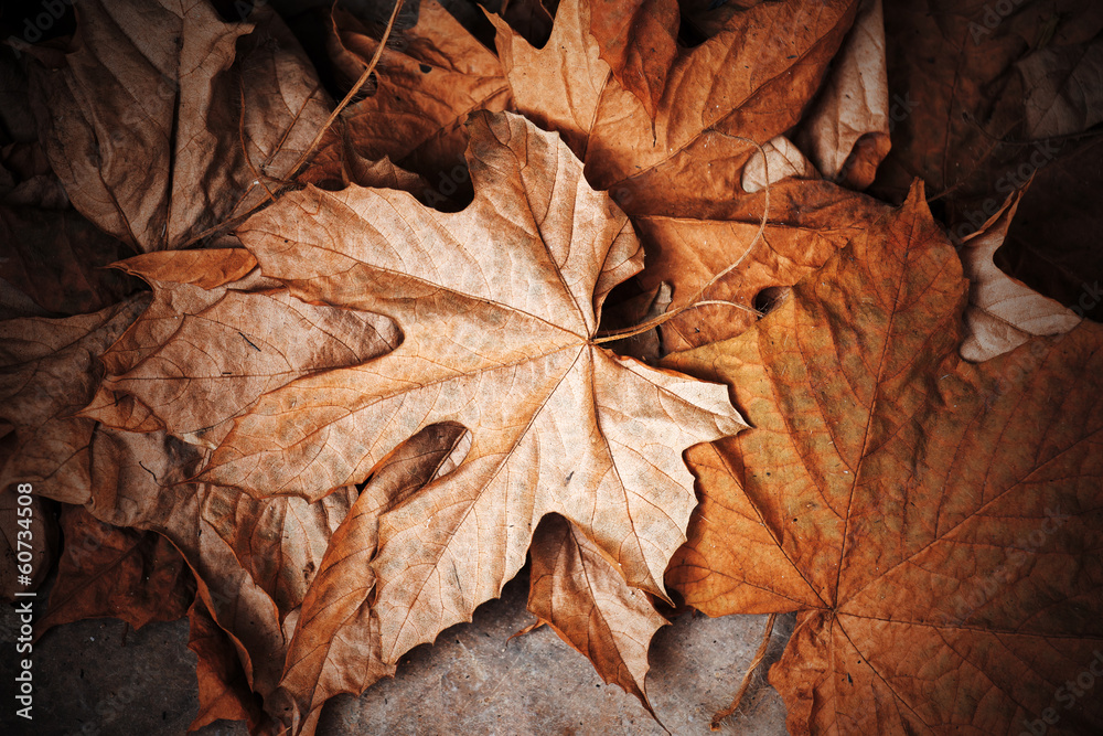 dry leaf on the ground