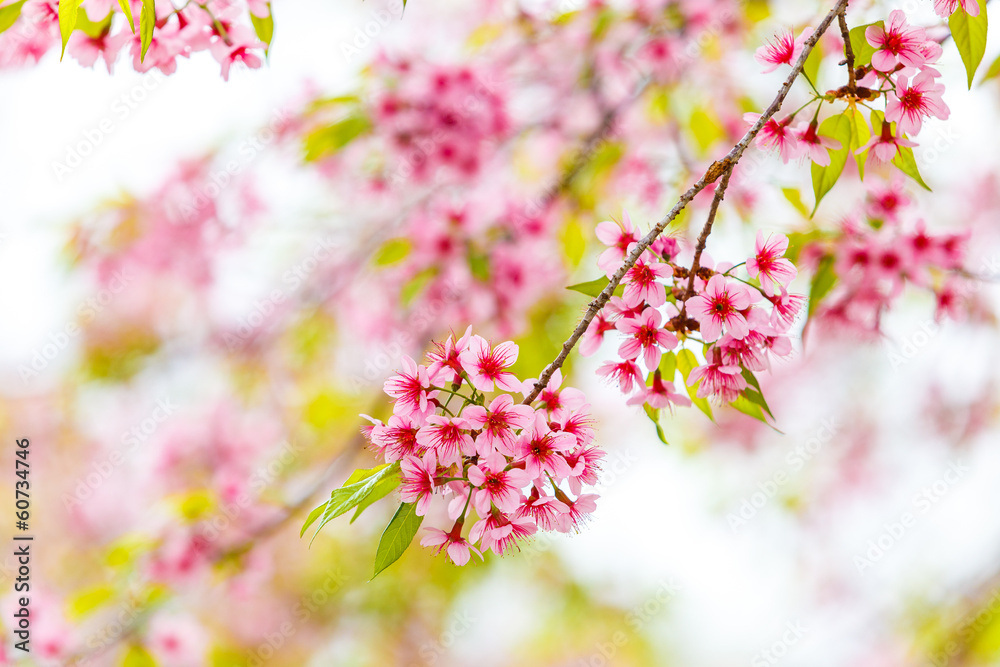 Wild Himalayan Cherry spring blossom