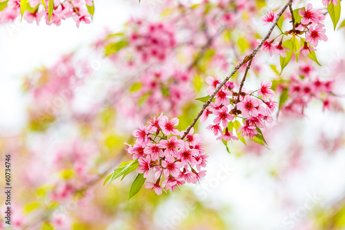 Wild Himalayan Cherry spring blossom