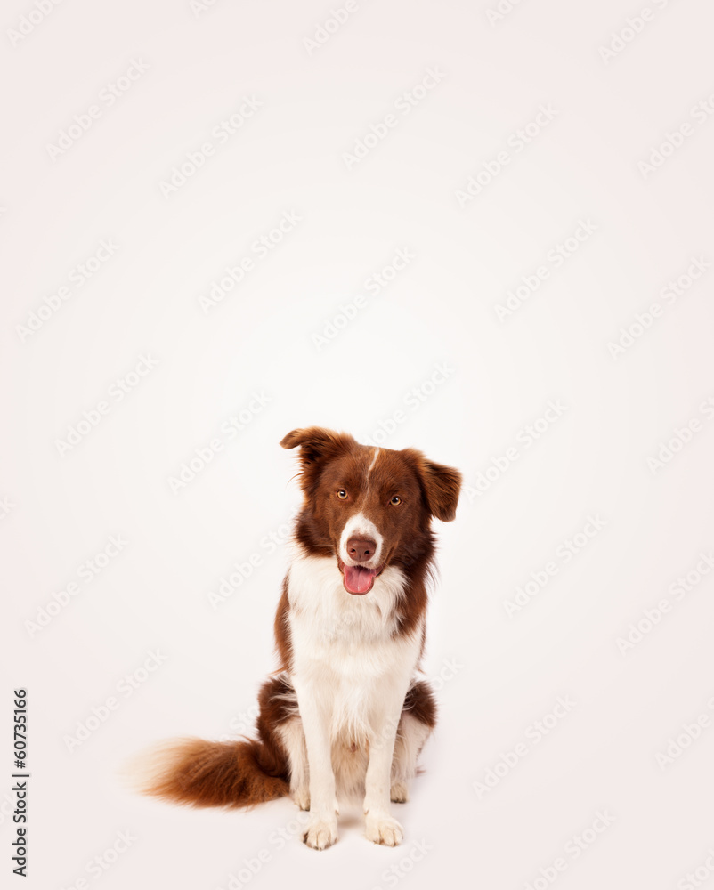 Cute border collie with copy space Cute border collie with copy space