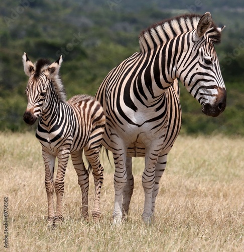 Baby Zebra and Mother