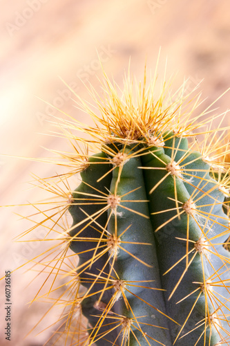 Cactus plant with thorns photo