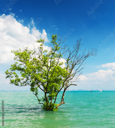 Tree growing in the water