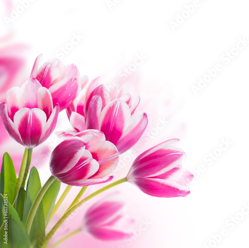Red tulips with green grass. Floral background.
