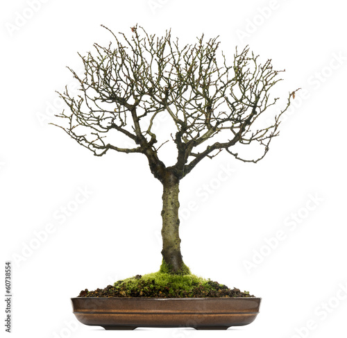 Zelkova bonsai tree, isolated on white