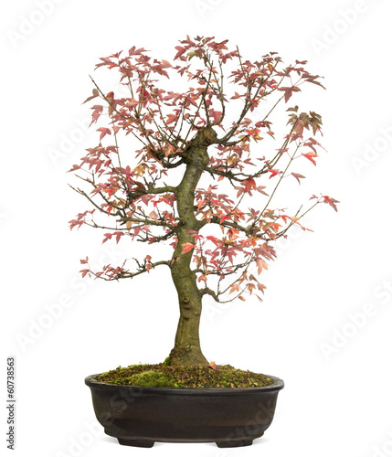 Trident Maple bonsai tree, Acer buergerianum, isolated on white