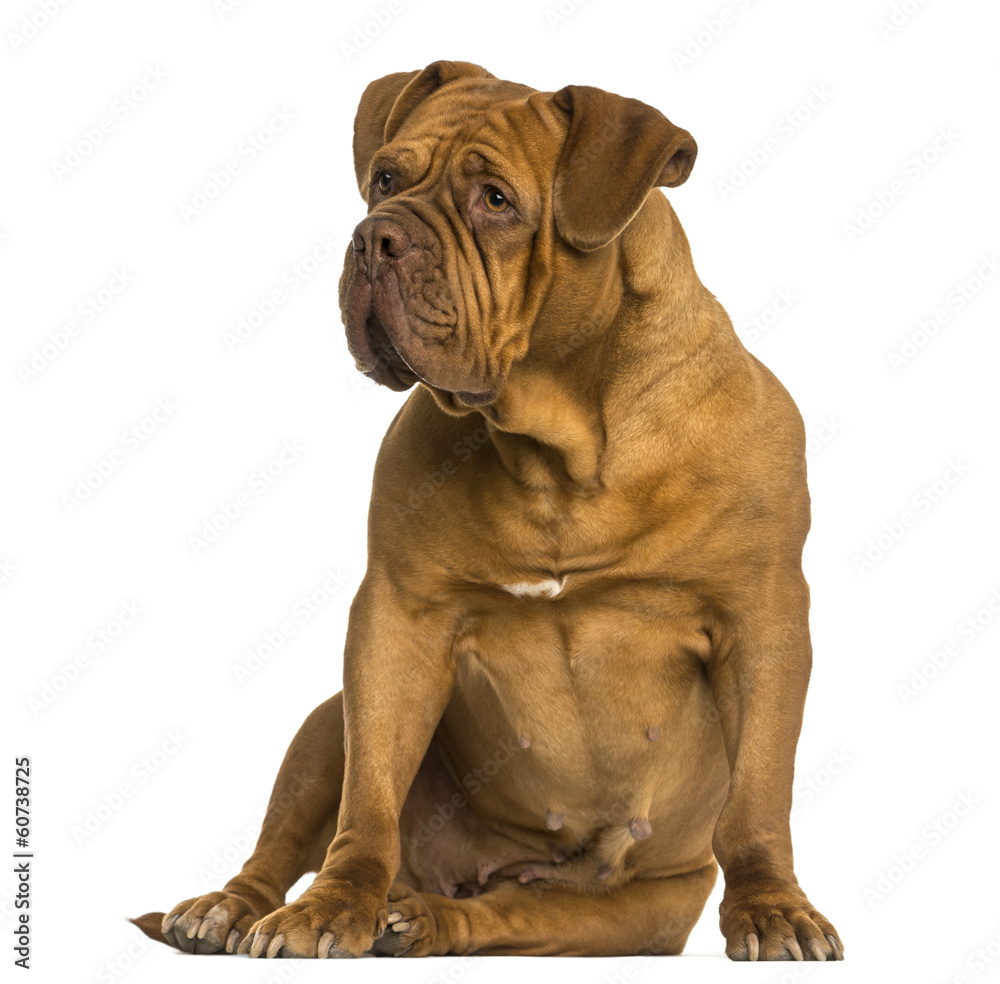 Dogue de Bordeaux sitting, looking away, isolated on white