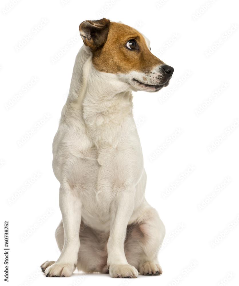 Jack russel terrier sitting, looking away, isolated on white