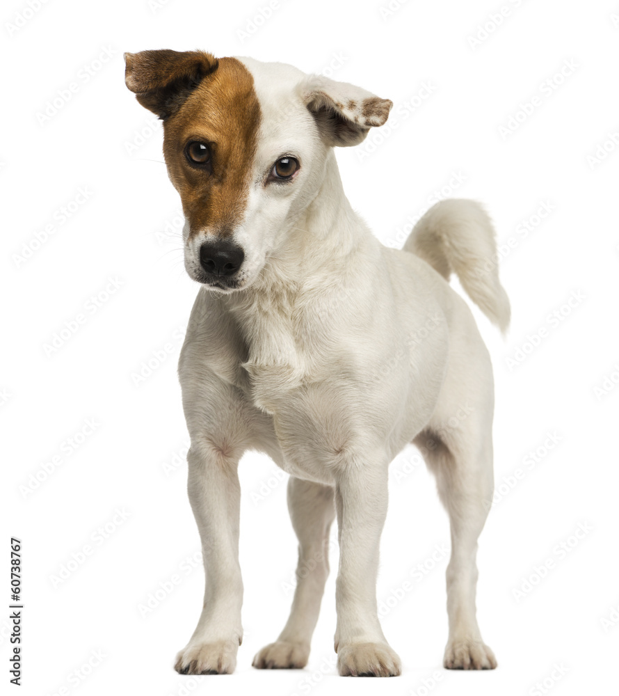 Jack russel terrier standing, looking at the camera, isolated Jack russel terrier standing, looking at the camera, isolated
