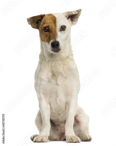 Front view of a Jack russell terrier sitting, isolated