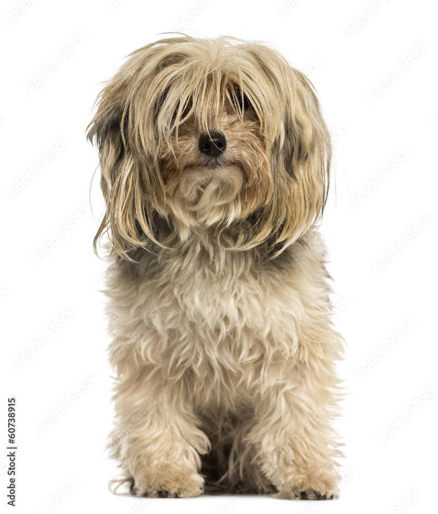Front view of a Yorkshire terrier sitting, isolated on white
