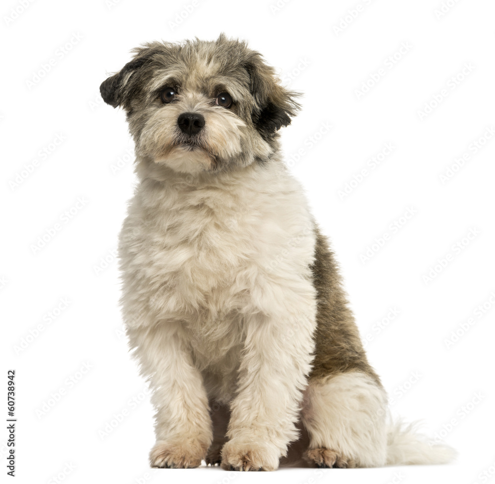 Crossbreed dog sitting, looking at the camera, isolated on white