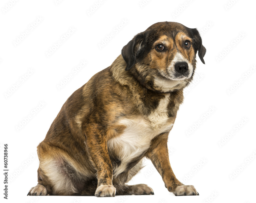 Crossbreed dog sitting, looking at the camera, isolated on white