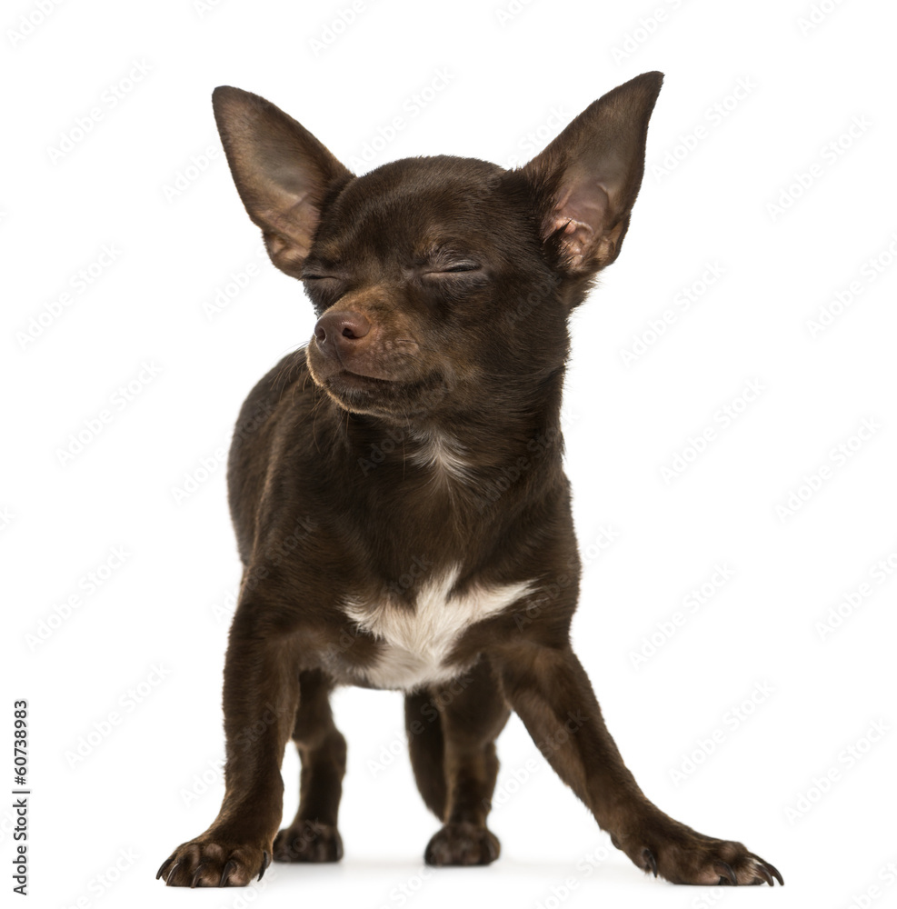 Chihuahua standing, eyes closed, 9 months old, isolated on white Chihuahua standing, eyes closed, 9 months old, isolated on white