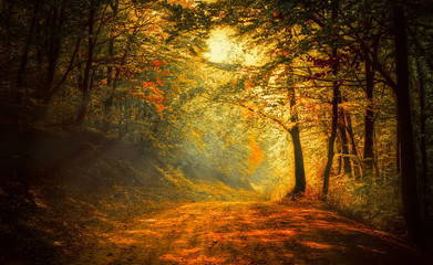 Foto auf Leinwand Wald Herbst im Wald  © Valiphotos