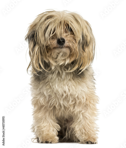 Front view of a Yorkshire terrier sitting, isolated on white © Eric Isselée