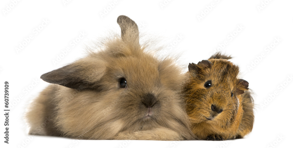 Fototapeta premium Angora rabbit and Guinea pig, isolated on white
