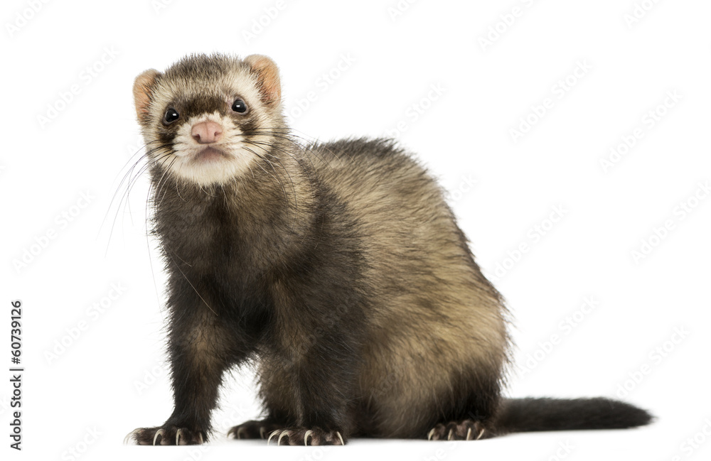 Ferret sitting, looking at the camera, isolated on white