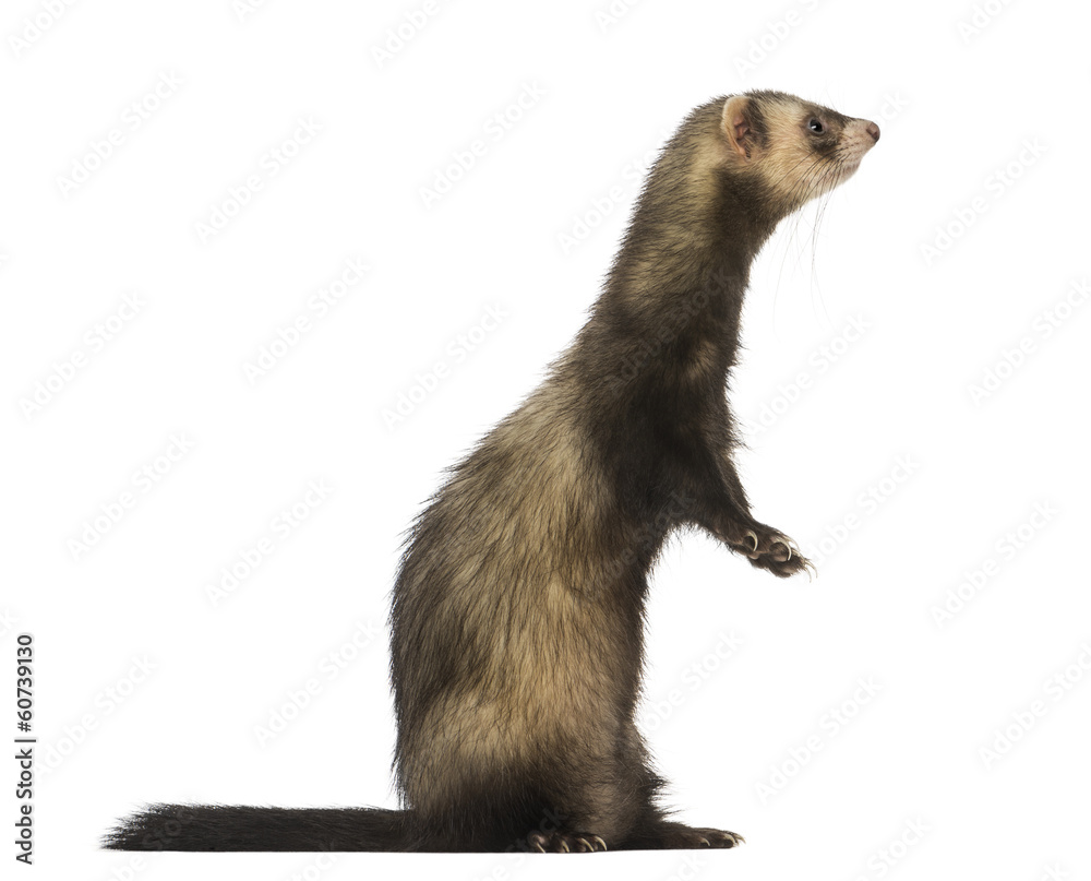 Side view of a Ferret standing on hind legs, isolated on white