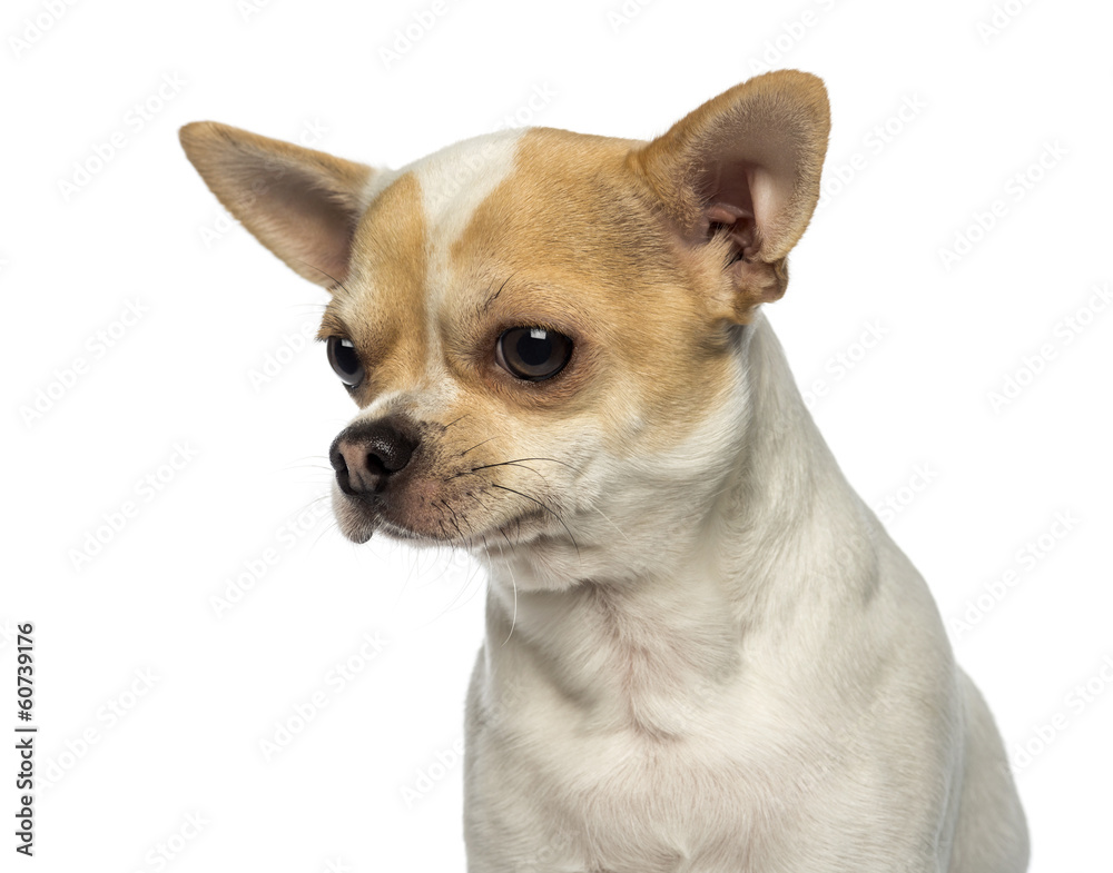 Close-up of a Chihuahua looking away, isolated on white