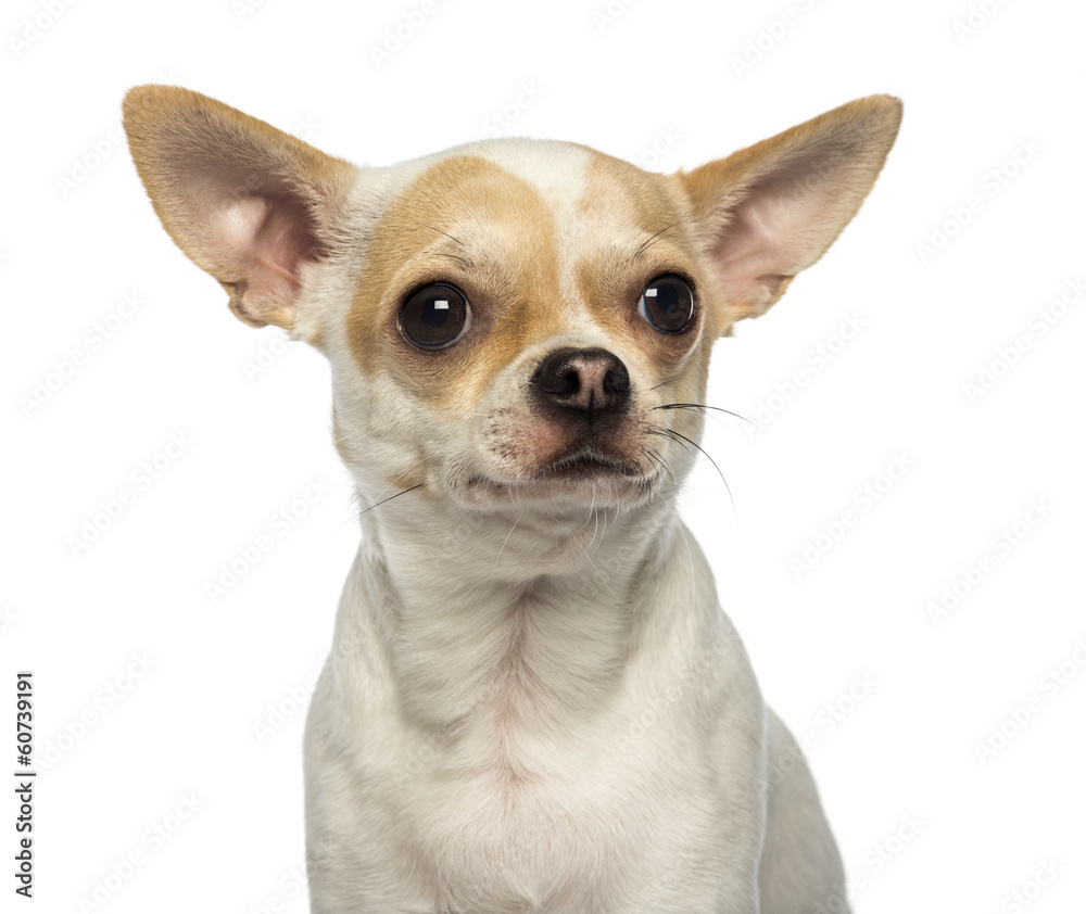 Close-up of a Chihuahua looking away, isolated on white
