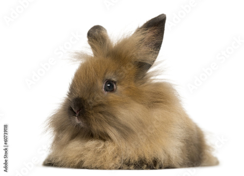 Angora rabbit, isolated on white