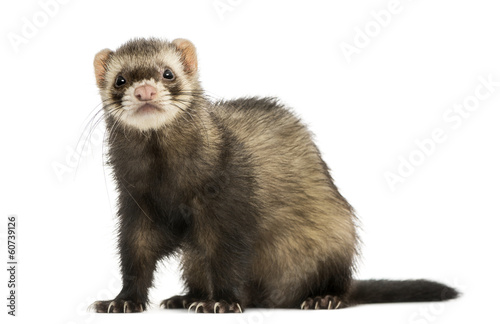Ferret sitting, looking at the camera, isolated on white photo