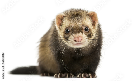 Front view of a Ferret looking at the camera, isolated on white