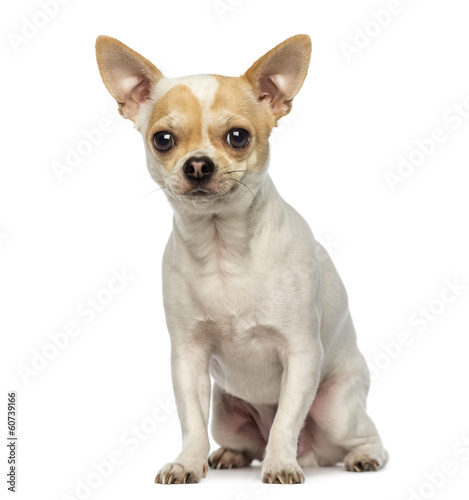 Chihuahua sitting, looking at the camera, isolated on white © Eric Isselée