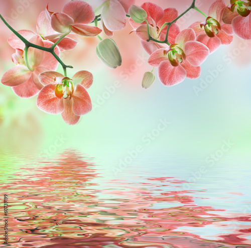 Fototapeta Naklejka Na Ścianę i Meble -  Floral background of tropical orchids
