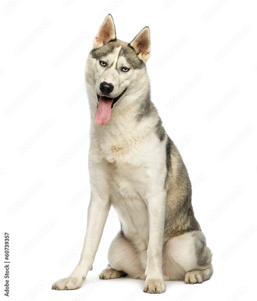 Husky sitting, panting, looking at the camera, isolated on white