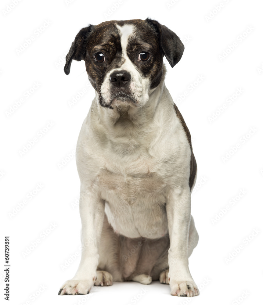 Front view of a Crossbreed dog sitting, looking at the camera