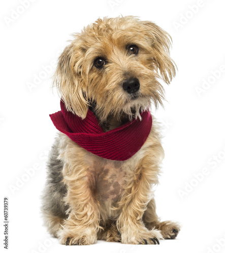 Fototapeta Naklejka Na Ścianę i Meble -  Front view of a Lucas terrier sitting, wearing a scarf, isolated