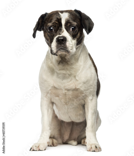 Fototapeta Naklejka Na Ścianę i Meble -  Front view of a Crossbreed dog sitting, looking at the camera