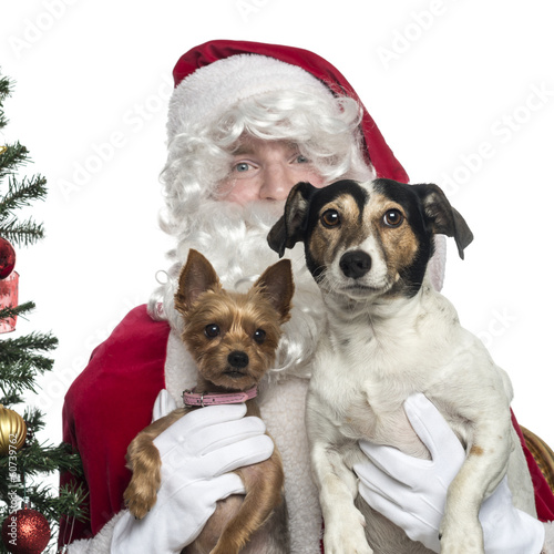 Close-up of Santa Claus holding two lapdogs, isolated on white © Eric Isselée