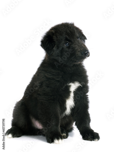 Fototapeta Naklejka Na Ścianę i Meble -  puppy groenendael