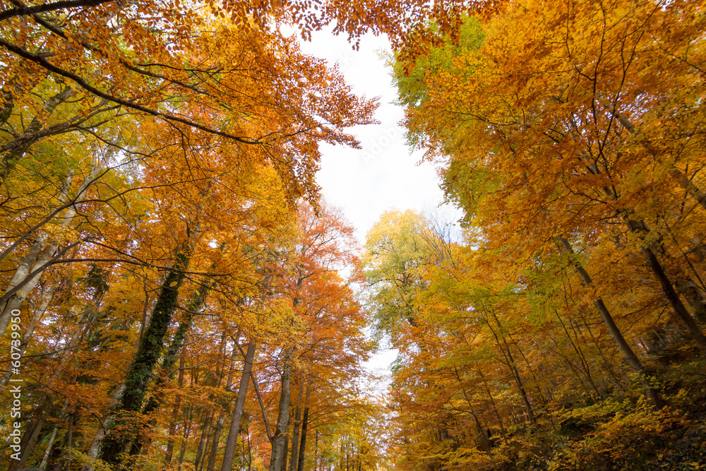 autumn forest autumn forest
