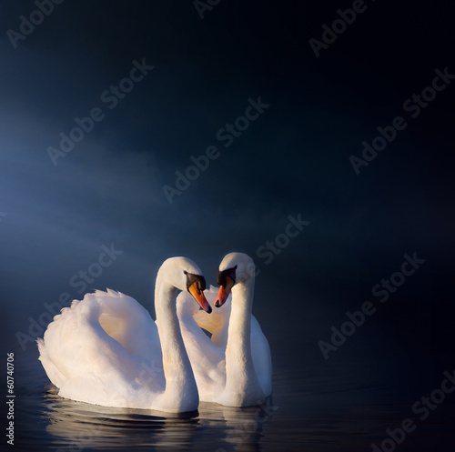 Fototapeta Naklejka Na Ścianę i Meble -  art Romantic swan couple