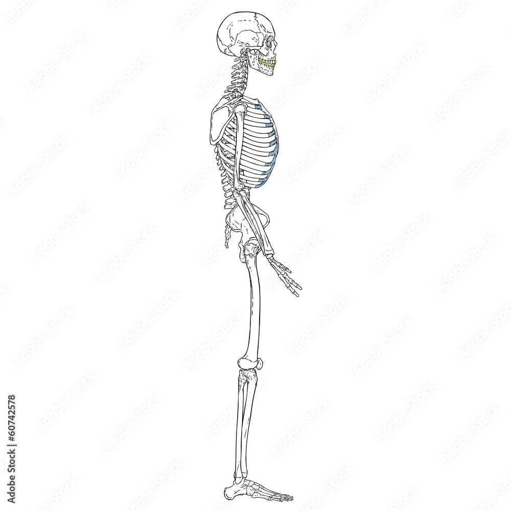Fototapeta premium Human Sleleton Left
