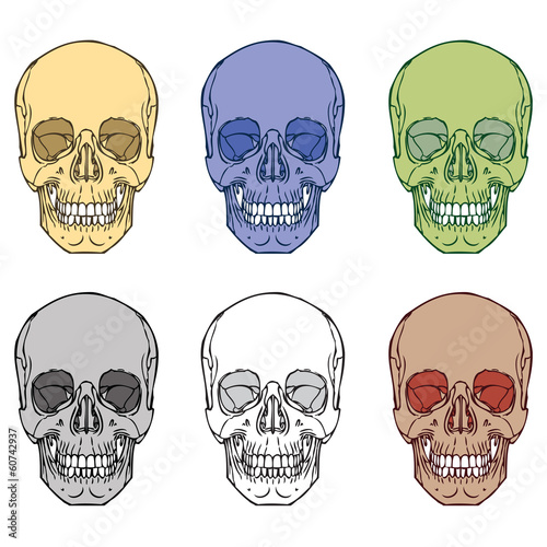 Human Skull Set