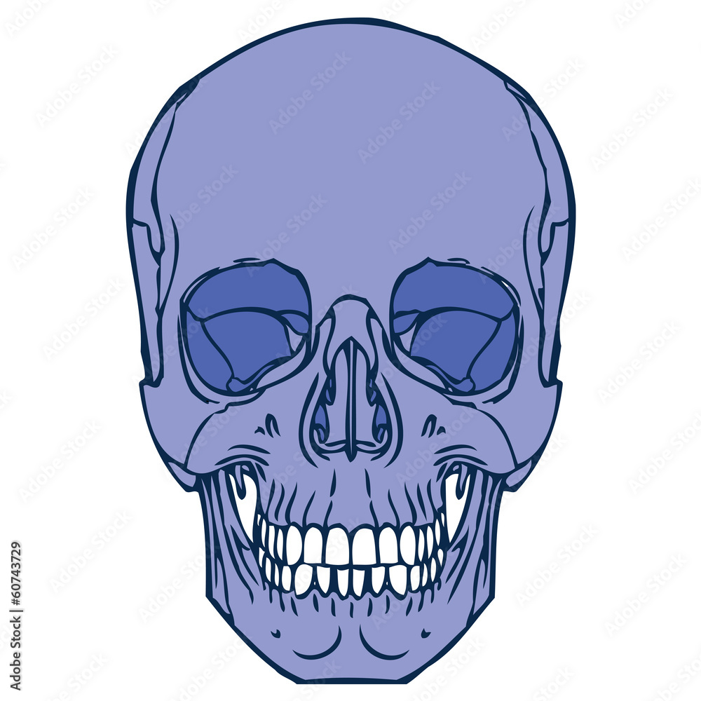 Obraz premium Human Skull 02