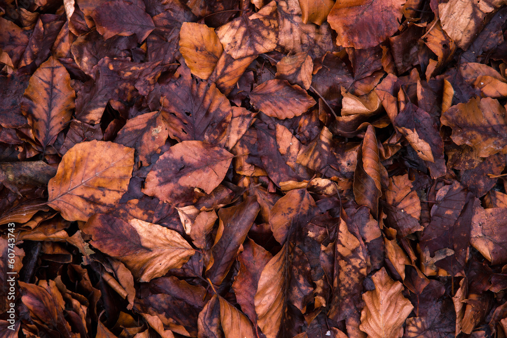Rotten leaves in late autumn as a background Rotten leaves in late autumn as a background