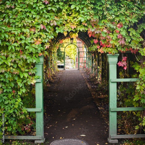 Branches of virginia creeper ramble on archway