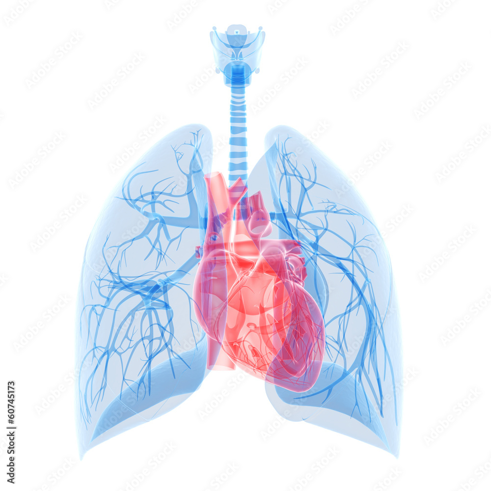 medical illustration of the heart and lung Stock Illustration Adobe Stock