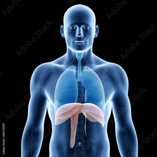 human lung and diaphragm photo