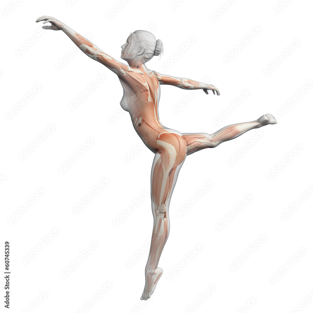 muscles of a female ballet dancer Stock Illustration | Adobe Stock