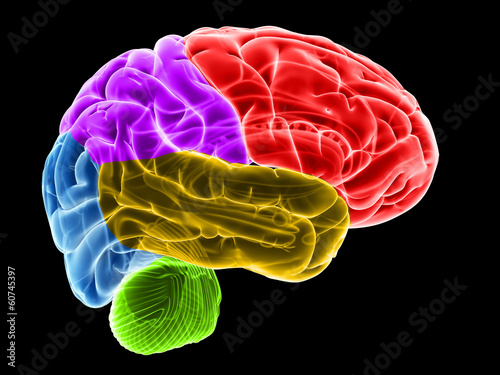 3d rendered illustration of the brain sections