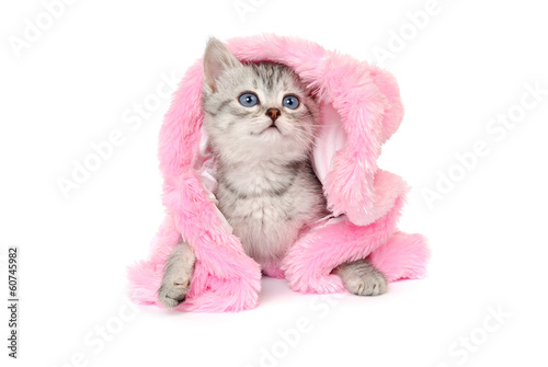 Kitten in a pink fur coat on white background