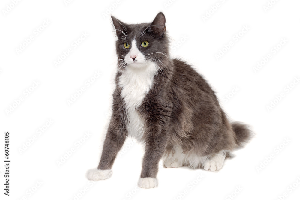 Gray cat sitting on a clean white background
