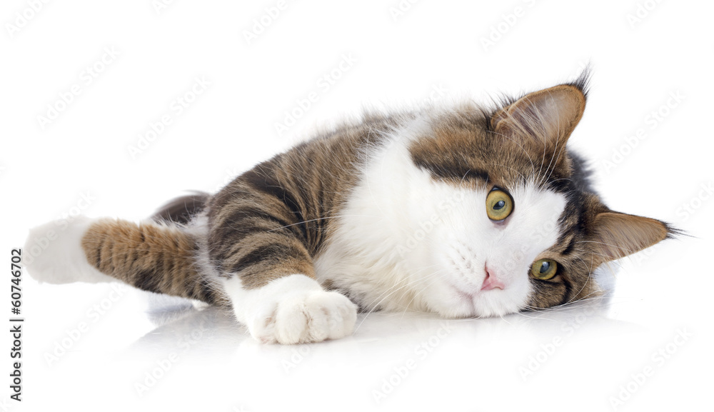 Obraz premium maine coon cat